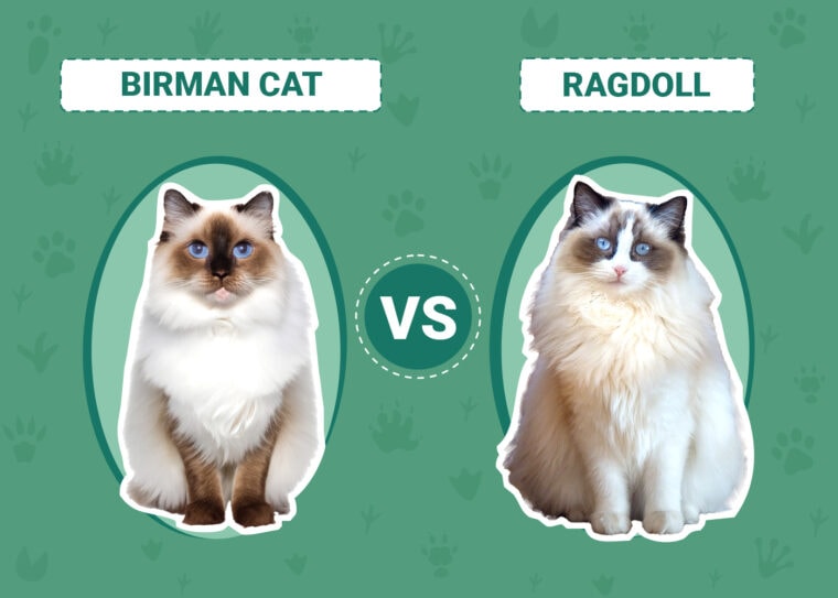 Birman Cat vs Ragdoll