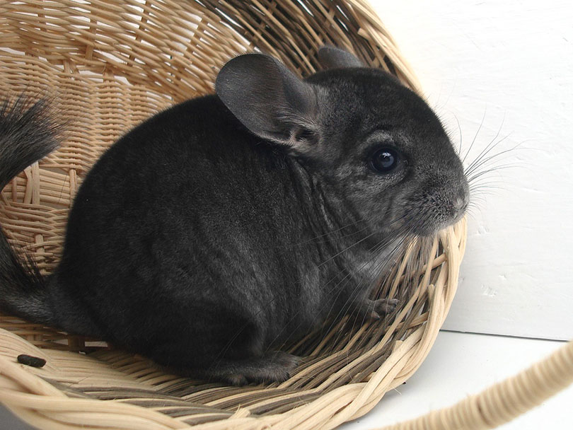 black chinchilla in a basket
