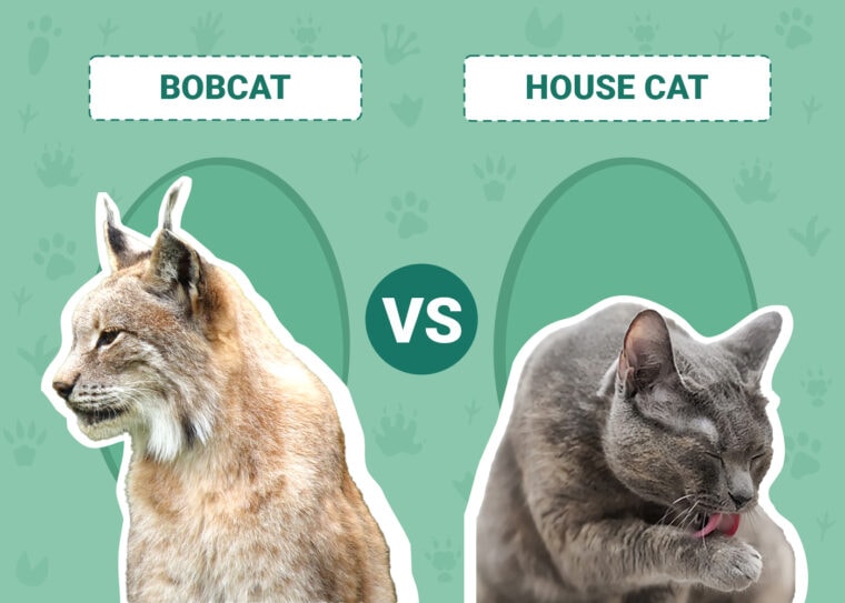 Bobcat vs House Cat