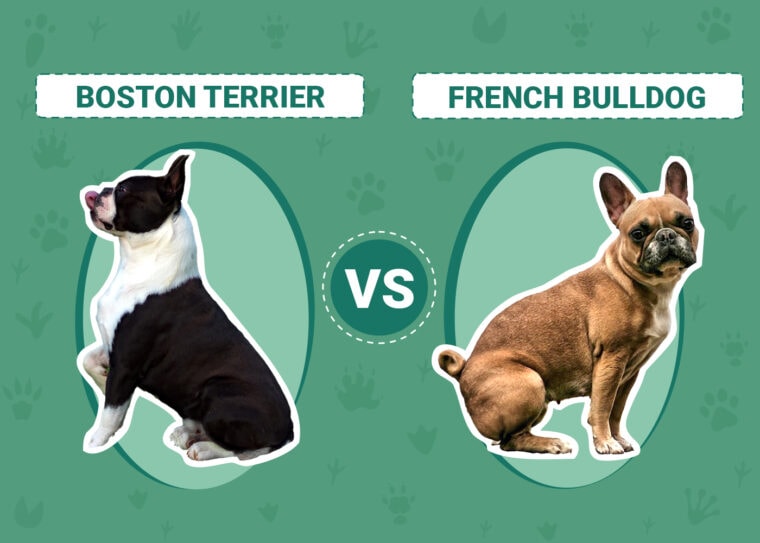 Boston Terrier vs French Bulldog