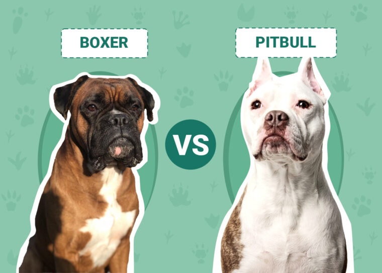 Boxer vs Pitbull