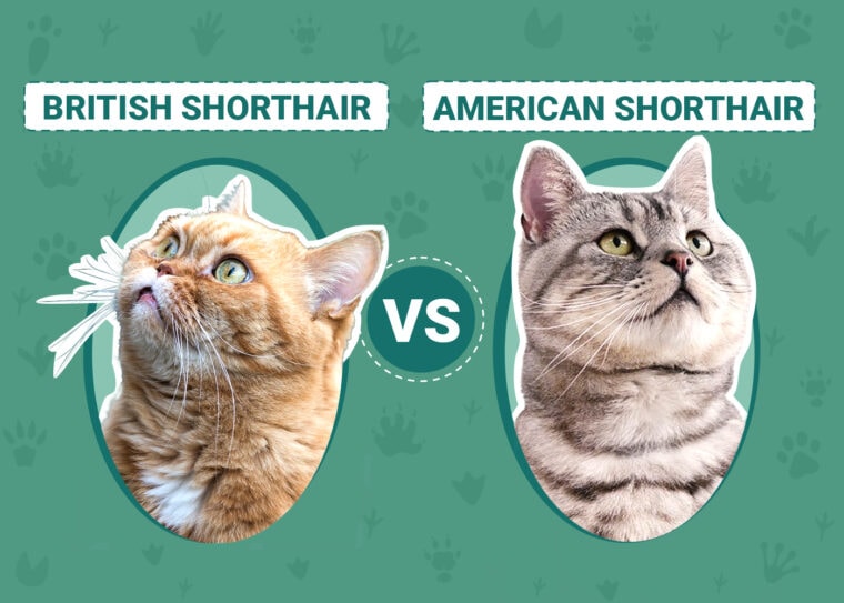 British Shorthair vs American Shorthair