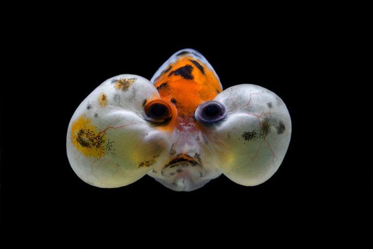 bubble head gold fish