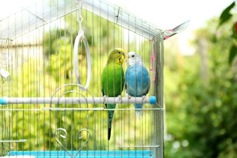 budgies in cage