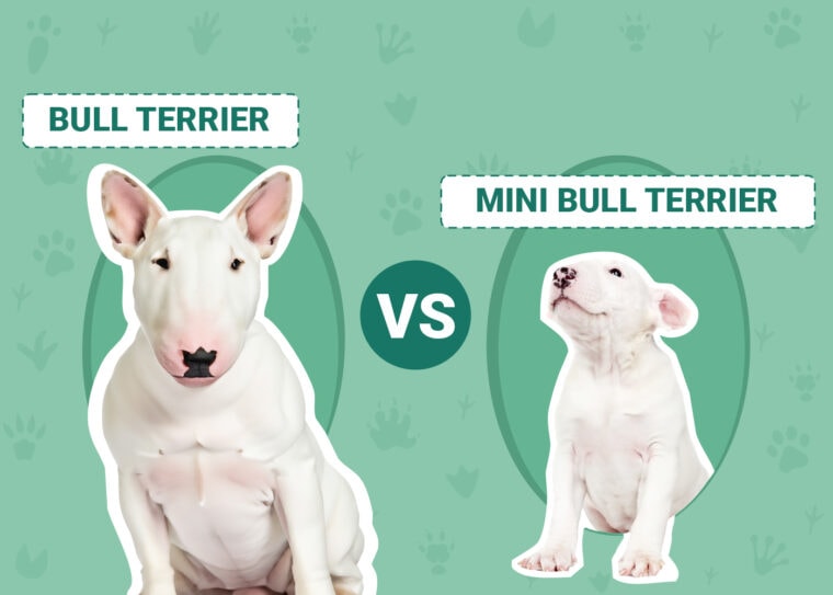 Bull Terrier vs Mini Bull Terrier