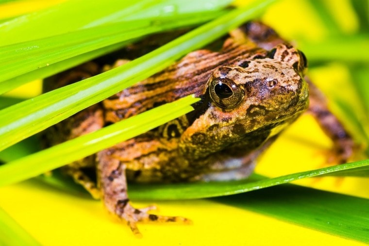 bullfrog close up