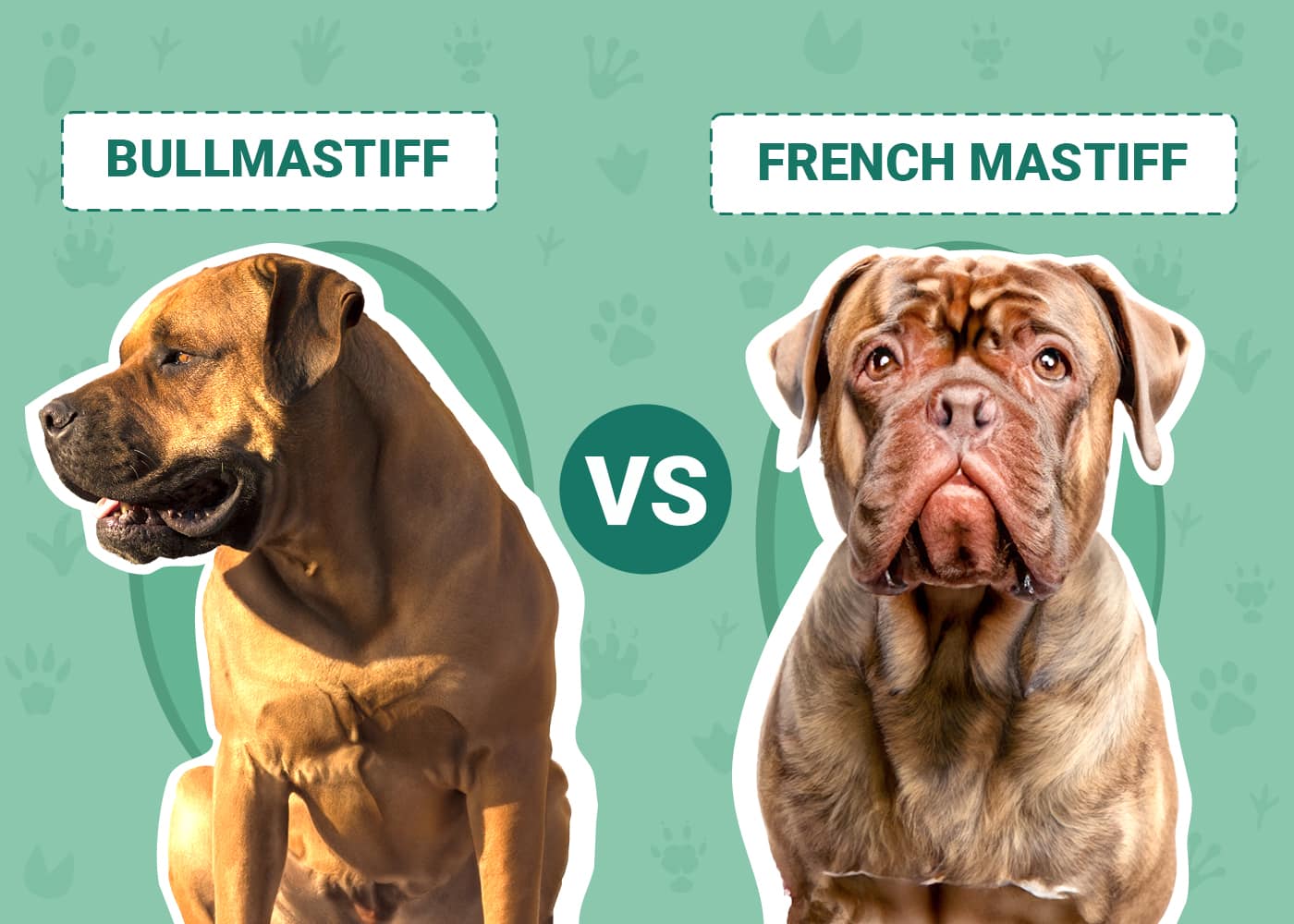 Bullmastiff vs French Mastiff: Visual Differences & Overview (With ...