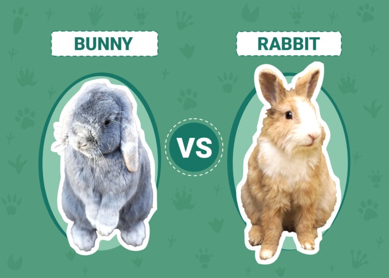 Bunny vs Rabbit