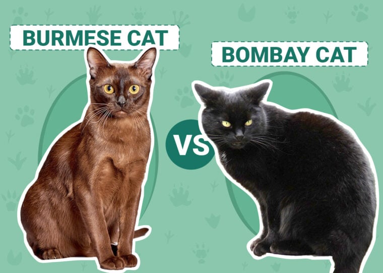Burmese vs Bombay Cat