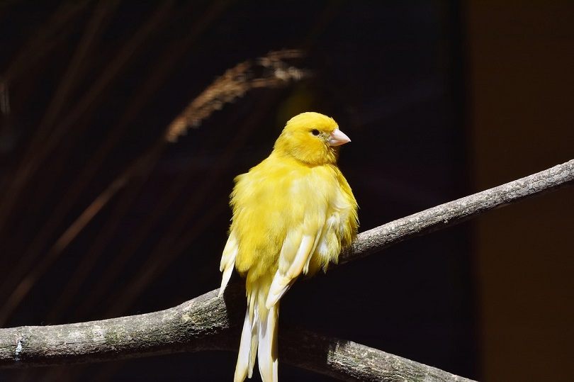 canary-pixabay