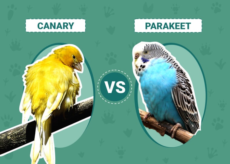 Canary vs Parakeet