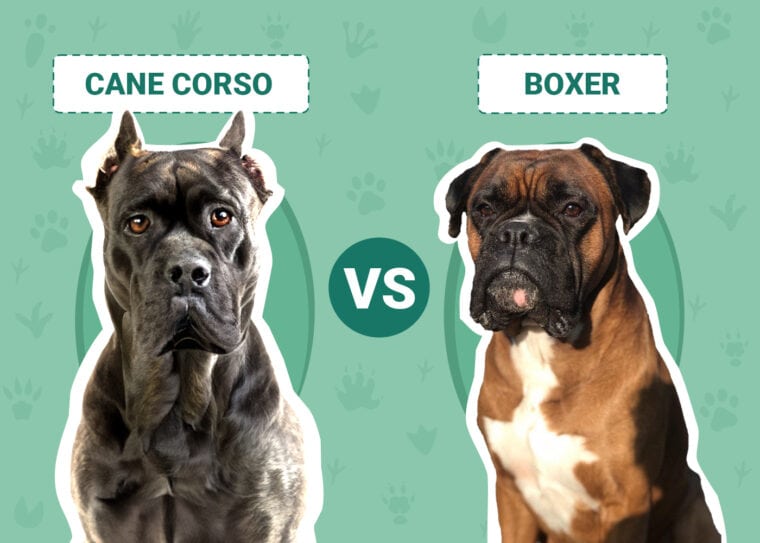 Cane Corso vs Boxer