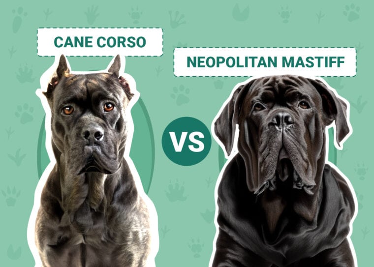 Cane Corso vs. Neapolitan Mastiff