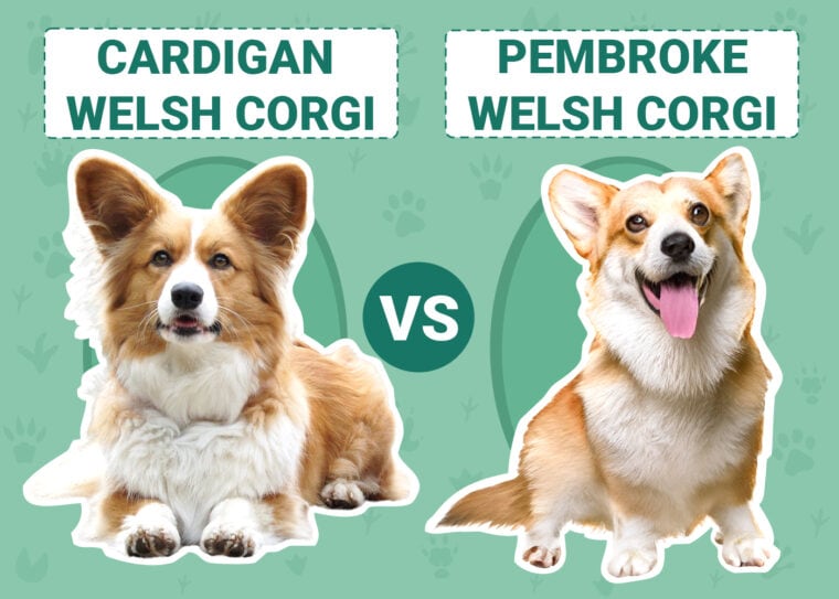 Cardigan Welsh vs Pembroke Welsh Corgi
