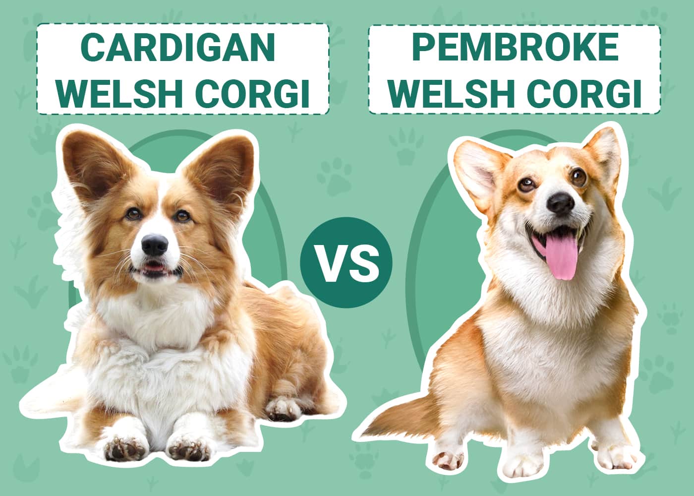 Cardigan Welsh vs Pembroke Welsh Corgi: The Differences (With Pictures ...