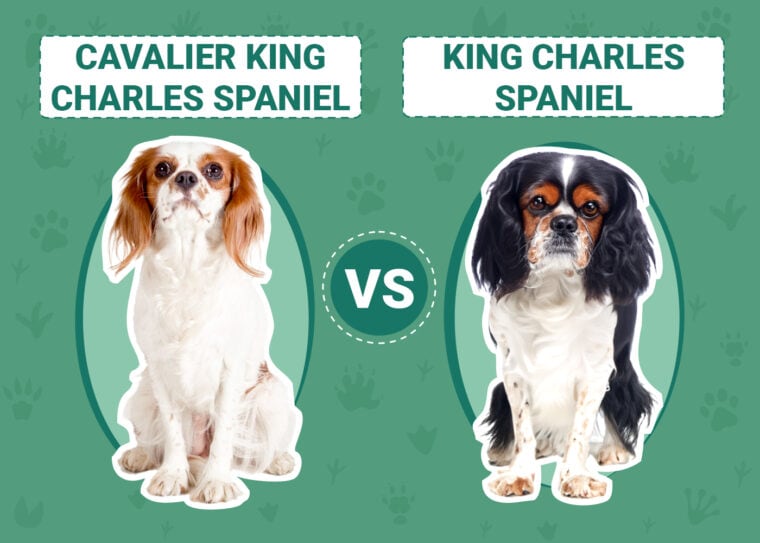 Cavalier King Charles Spaniel vs King Charles Spaniel