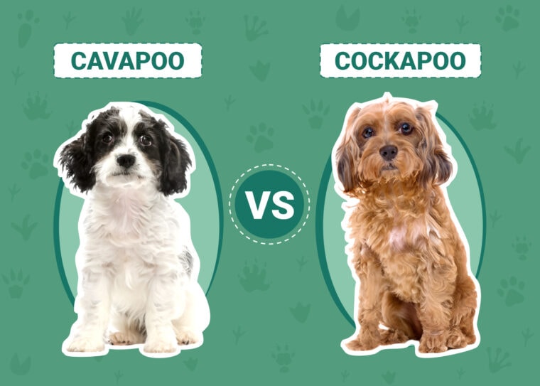 Cavapoo vs Cockapoo