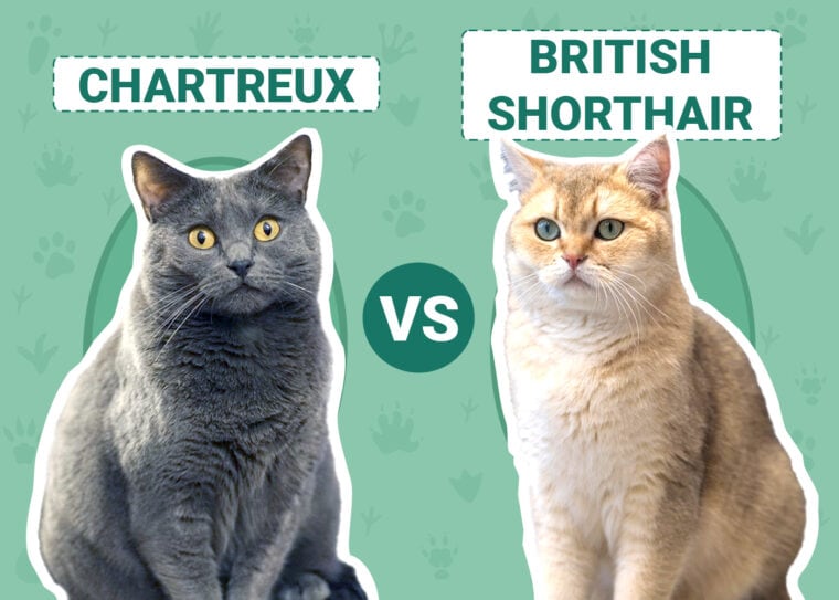 Chartreux vs British Shorthair