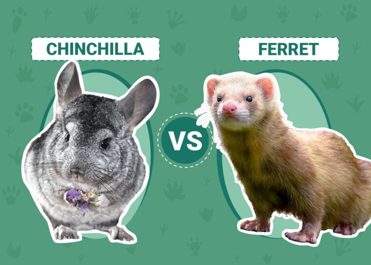 Chinchilla vs. Ferret