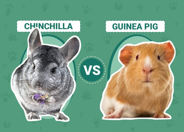 Chinchilla vs. Guinea Pig