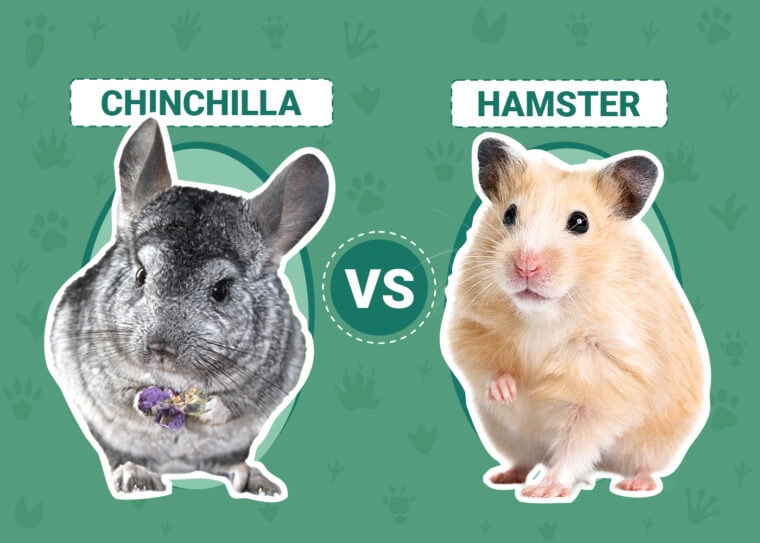 Chinchilla vs Hamster