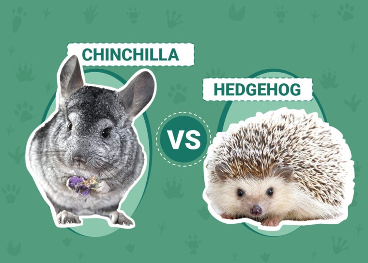 Chinchilla vs Hedgehog