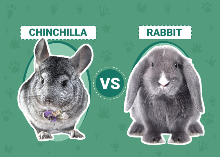 Chinchilla vs. Rabbit