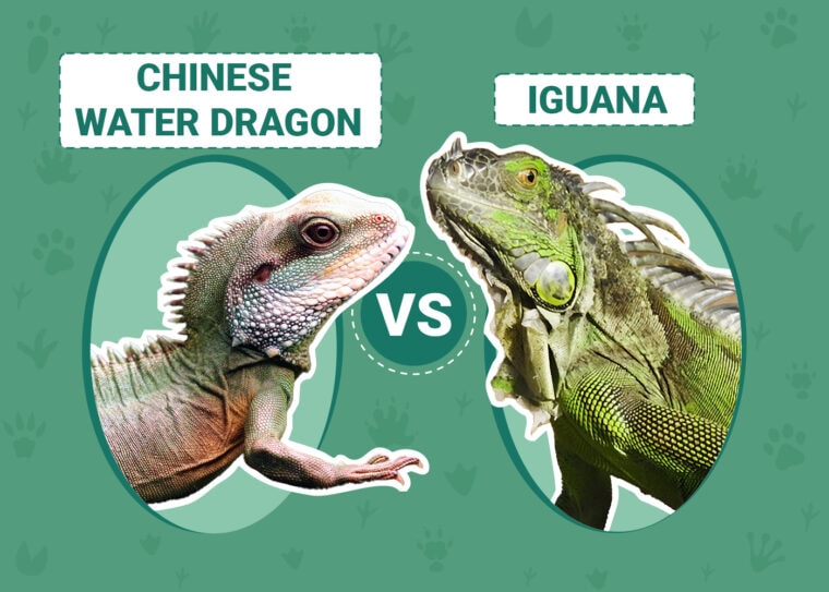 Chinese Water Dragon vs Iguana