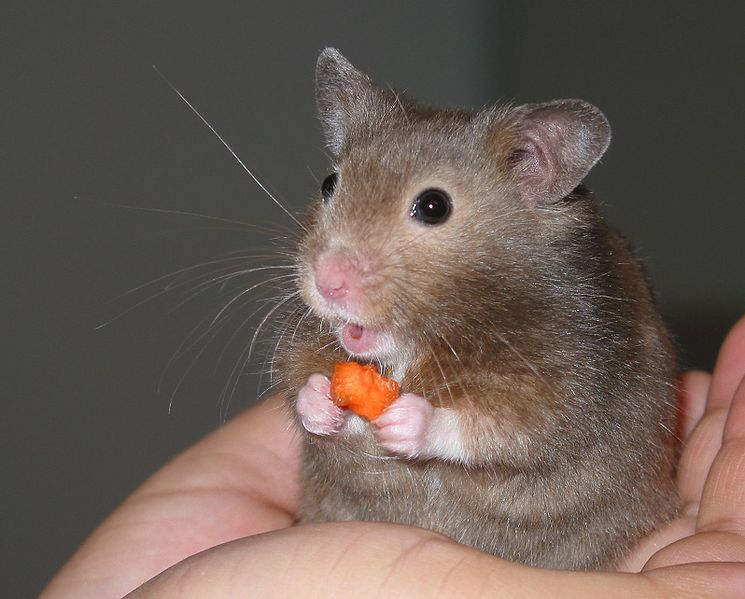 Can Hamsters Eat Carrots What You Need To Know Pet Keen