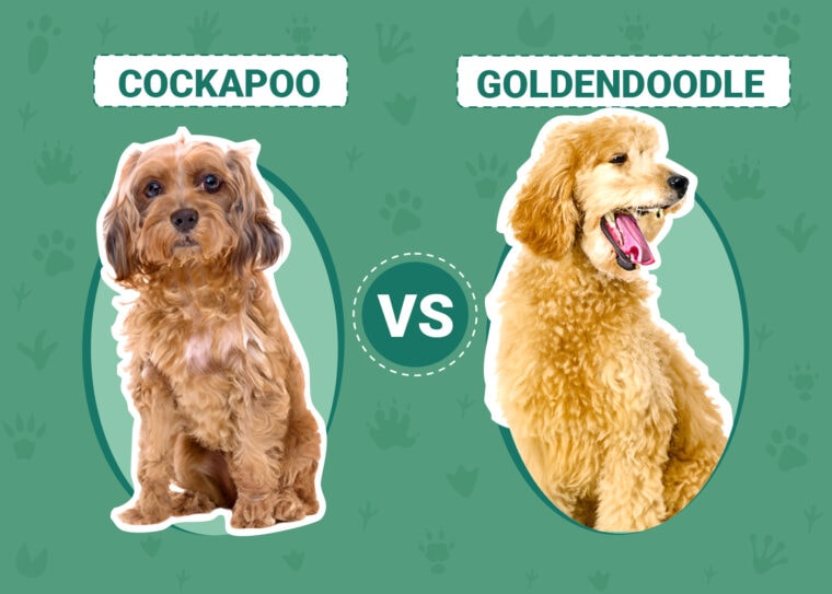 Cockapoo vs Goldendoodle