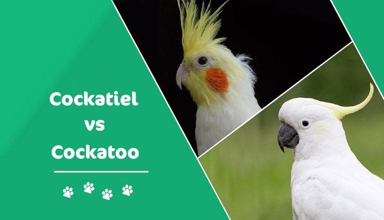 cockatoo parrot difference personality