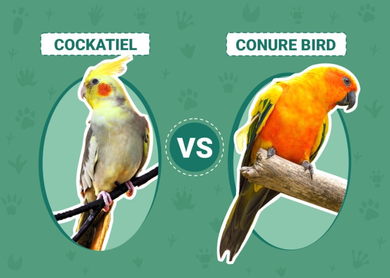 Cockatiel vs Conure