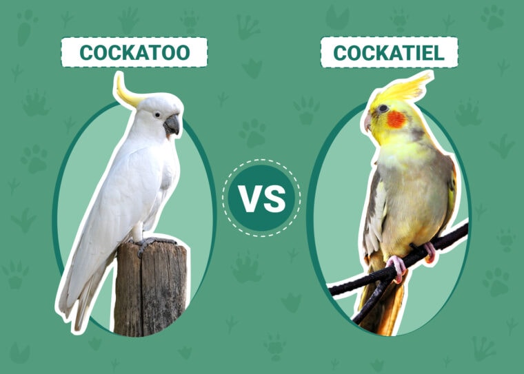 Cockatoo vs. Cockatiel