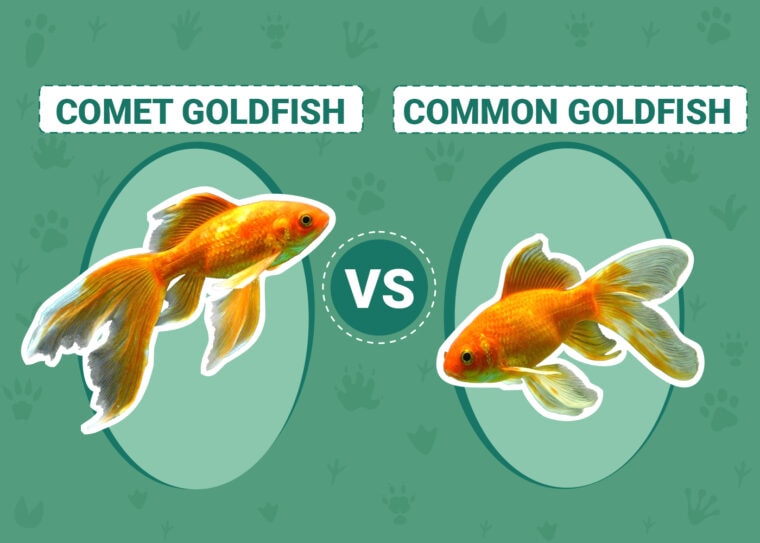 Comet Goldfish vs Common Goldfish