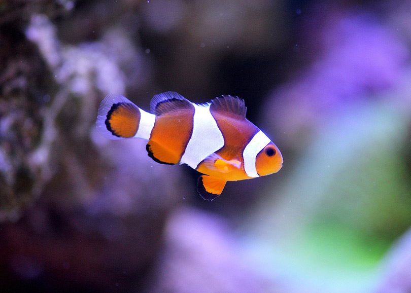 common clownfish in a tank