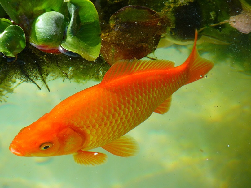common goldfish in a pond