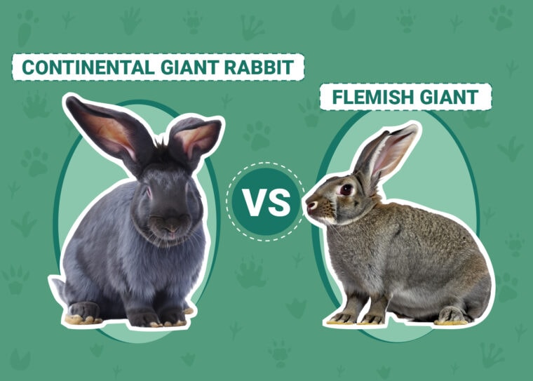 Continental Giant Rabbit vs Flemish Giant