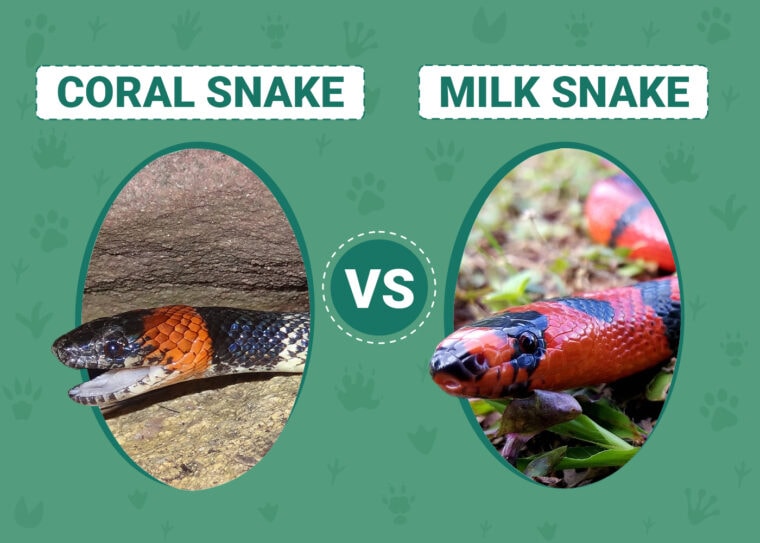 Coral Snake vs. Milk Snake