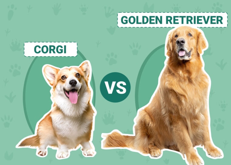 Corgi vs Golden Retriever