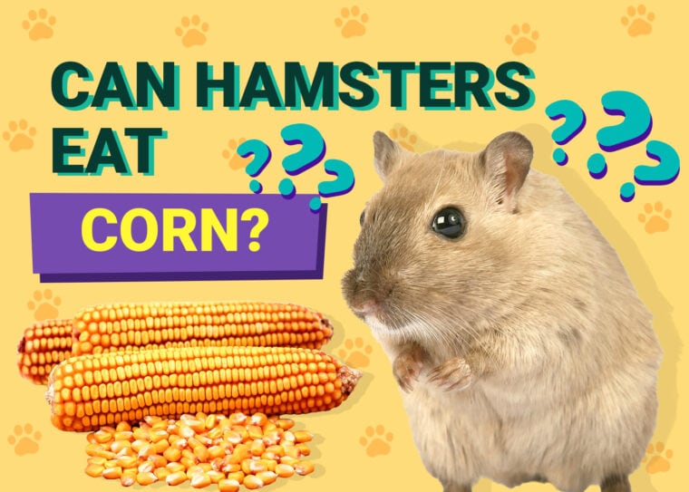 Can Hamsters Eat Corn