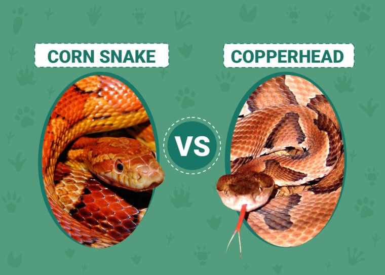 Corn Snake vs. Copperhead