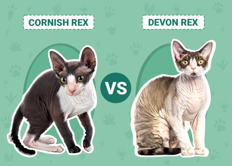 Cornish Rex vs Devon Rex