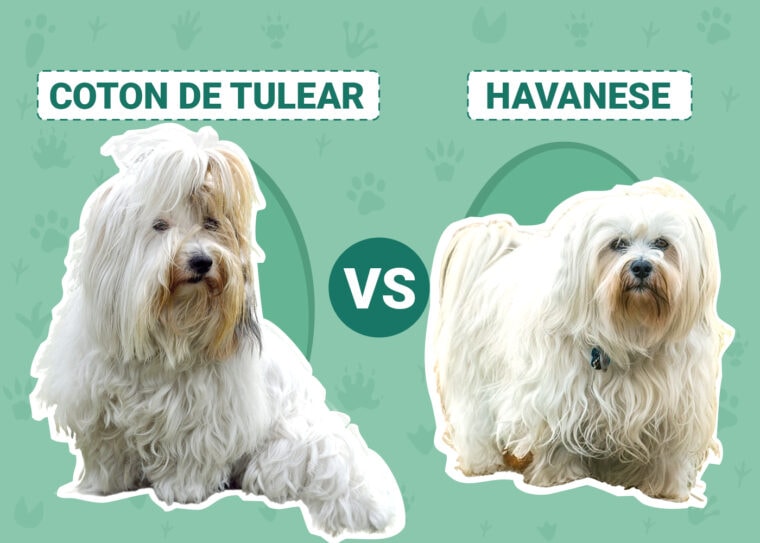 Coton De Tulear vs Havanese