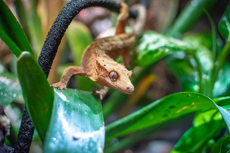crested gecko close up