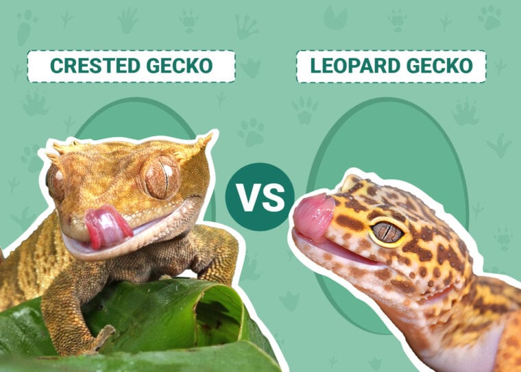 Crested Geckos vs Leopard Geckos