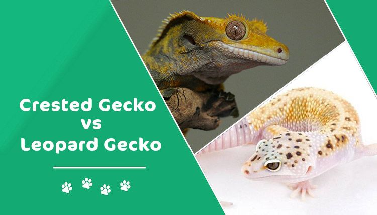 crested gecko vs leopard gecko