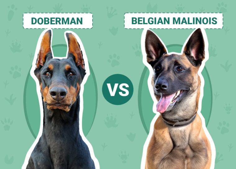 Doberman vs Belgian Malinois