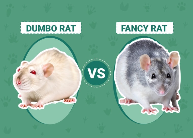 Dumbo Rat vs. Fancy Rat