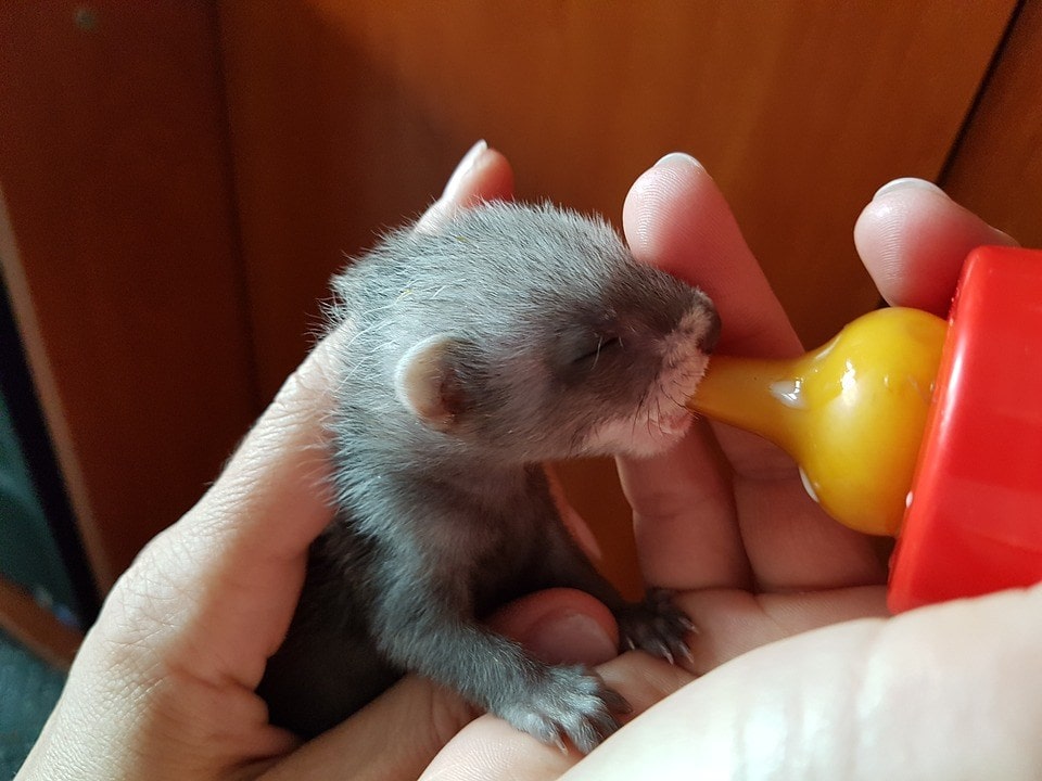 feeding little ferret