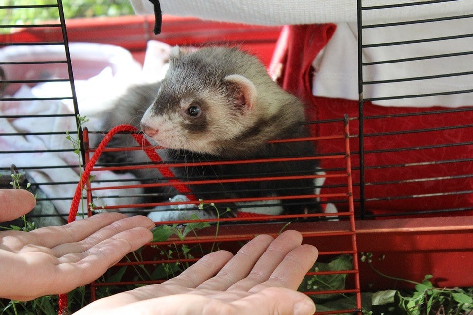 ferret in the cage